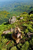 Gelada Baboon Theropithecus gelada, Simien Mountains National Park, Ethiopia, Africa