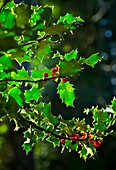 HOLLY - ACEBO Ilex aquifolium, Ucieda forest, Saja-Besaya Natural Park, Cantabria, Spain, Europe