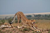 Cheetahs in Kenya