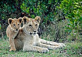 Lions in the Mara