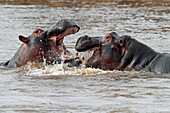 Hippos in Action