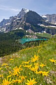 Mountain Wildflowers in Glacier National Park USA