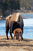 Newborn Bison Calf and Mother by Madison River Yellowstone National Park USA