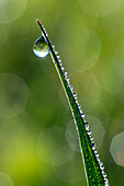 Detail, spring, light, macro, morning, morning rope, pattern, close_up, reflector, raindrop, sun, rope, dew, dewdrop, drop, water, drop of water, meadow, close up, one, graze individual, colorful, empty, fresh, graphical, pattern, green, isolation, wet, s