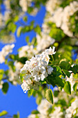 Agrarian, branch, knot, tree, pear tree, pear, pears, leaves, blossom, flourish, flower, splendour, detail, flora, spring, sky, pomes, pomes plants, agriculture, macro, close_up, nature, fruit, fruit_tree, Oetwil am See, plant, Pyrus domestica, Ranunculus