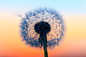 Flower, detail, dusk, twilight, flora, flight, reproduction, back light, sky, ease, light, air, dandelion, macro, morning, Morning_red, close_up, plant, puff, blowball, blowing, seed, silhouette, Switzerland, silhouette, sun, sunrise, Taraxacum officiale,