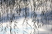 Rushes are reflected in the calm waters of a lake in Sweden