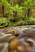 Punga tree ferns, Oparara river stained brown by organic matter, Kahurangi National Park, near Karamea, West Coast, New Zealand