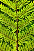Punga fern frond closeup, Heaphy Track near Karamea, Kahurangi National Park, West Coast, New Zealand