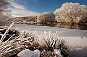 Frosted rushes and trees Ida burn, Oturehua, Central Otago, New Zealand