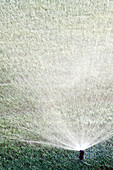 Sprinkler on Lawn, McKinney, Texas, USA