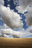 Golden Wheat Field Against Dramatic Clouds and Sky, Washington, USA
