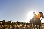 Woman in Corral With Herd of Horses, Texas, USA