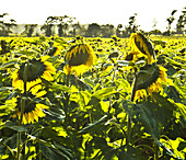 Sunflowers in Field, St. Hippolyte, France
