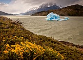 Daisies and blue iceberg, rain squalls on Lago Grey, Parque Nacional Torres del Paine, Patagonia, Chile