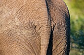 Elephant Loxodonta africana, Kariega Game Reserve, South Africa