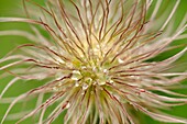 Pasque flower Anemone spp  seed head with raindrops