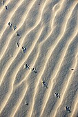 Bird tracks and shadows in white sand
