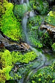 Moss beds lining streambed. Ontario. Canada.