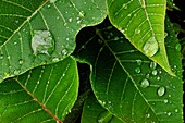 Poinsettia Euphorbia pulcherrima Leaves with raindrops