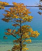 Maple tree along the shore of Lake Mindemoya