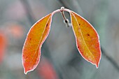 Northern wild raisin Viburnum cassinoides Frosted autumn leaves Greater Sudbury Ontario