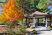 A maple tree exhibiting fall foliage at the Gaston´s Resort in Bull Shoals, Arkansas, USA