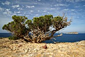 Sabina, Juniperus Phoenicea, Playas de Comte Sant Antoni de Portmany Ibiza Spain Illes Balears