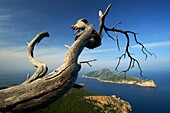 Dragonera and Cala en Basset, Andratx, Mallorca, Balearic Islands Spain