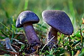 Cortinarius violaceus