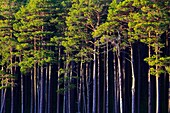 Scots pine, Kiefer, Schottische Kiefer, Pinus sylvestris, Cairngorms NP, Scotland