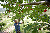 Cherry harvest, Agriturismo and vineyard Ca' Orologio, Venetia, Italy