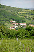 Blick von einem Weinberg auf Baone, Venetien, Italien