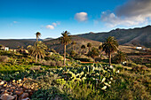 Palm tree oasis, Vega de Rio de las Palmas, Fuerteventura, Canary Islands, Spain