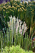 Jardin Canario, Tafira, Gran Canaria, Canary Islands, Spain