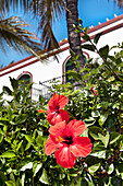 Hibiskusblüte, Puerto de Mogan, Gran Canaria, Kanarische Inseln, Spanien