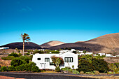 House and palm tree, Uga, Lanzarote, Canary Islands, Spain, Europe