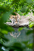 Tiger beim Wassertrinken, Blick durch das Gebüsch,  Zoo Leipzig, Leipzig, Sachsen, Deutschland