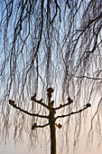 Trees at Montfort castle, Langenargen, Lake Constance, Baden-Württemberg, Germany