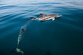 Common Dolphins in the Atlantic Ocean off the Algarve Coast, Portugal