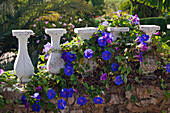 Mediterrane Blumen klettern an einer Mauer, Algarve, Portugal, Europa