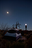Zelt bei Mondschein, Mann mit Stirnlampe im Joshua Tree Nationalpark, Riverside County, Kalifornien, USA, Amerika