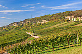 Vineyards in the sunlight, Nittel, Rhineland-Palatinate, Germany, Europe