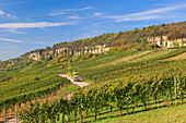 Weinberge im Sonnenlicht, Nittel, Rheinland-Pfalz, Deutschland, Europa