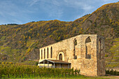 Monastery ruin Stuben with Calmont, Bremm, Rhineland-Palatinate, Germany, Europe