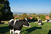 Rinder auf Weide, Kloster Drübeck, Drübeck, Harz, Sachsen-Anhalt, Deutschland