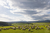 Harz landscape with sheep herd, Wurmberg in background, Harz, Saxony-Anhalt, Germany