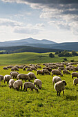 Harz  landscape with sheep herd, Wurmberg in background, Harz, Saxony-Anhalt, Germany