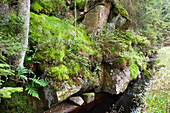 Wasserwanderweg Rehberger Graben, Oderteich, UNESCO Weltkulturerbe Oberharzer Wasserwirtschaft, Clausthal-Zellerfeld, Harz, Niedersachsen, Deutschland
