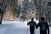 Cross country skier on the ski track, snowy forest, Torfhaus, Koenigskrug near Braunlage, Altenau, Harz, Lower Saxony, Germany